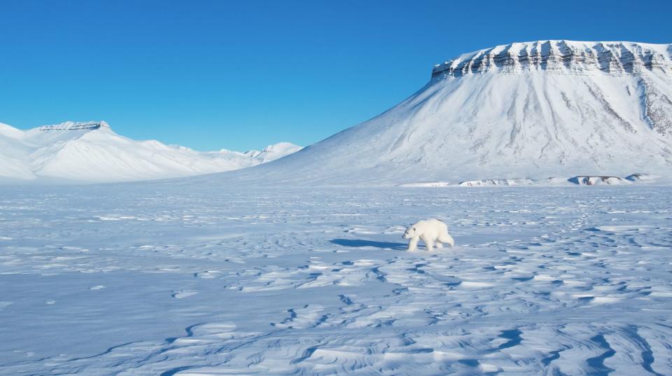 ▲地球暖化，北極熊無法從海中獲得食物，不得不在凍原上尋找獵物。