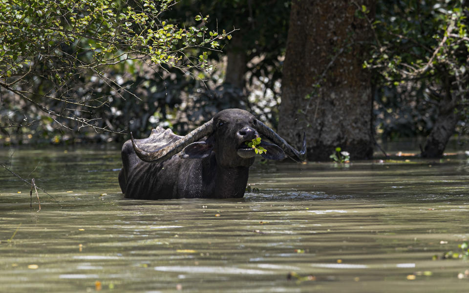 A wild water buffalo eats tree branches standing in flood water at the Pobitora wildlife sanctuary in Pobitora, Morigaon district, Assam, India, Thursday, July 16, 2020. Floods and landslides triggered by heavy monsoon rains have killed dozens of people in this northeastern region. The floods also inundated most of Kaziranga National Park, home to an estimated 2,500 rare one-horned rhinos. (AP Photo/Anupam Nath)