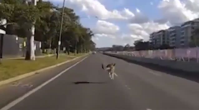 The bouncy marsupial changed between the lanes before moving onto the pavement. Source: Facebook/ Dash Cam Owners Australia
