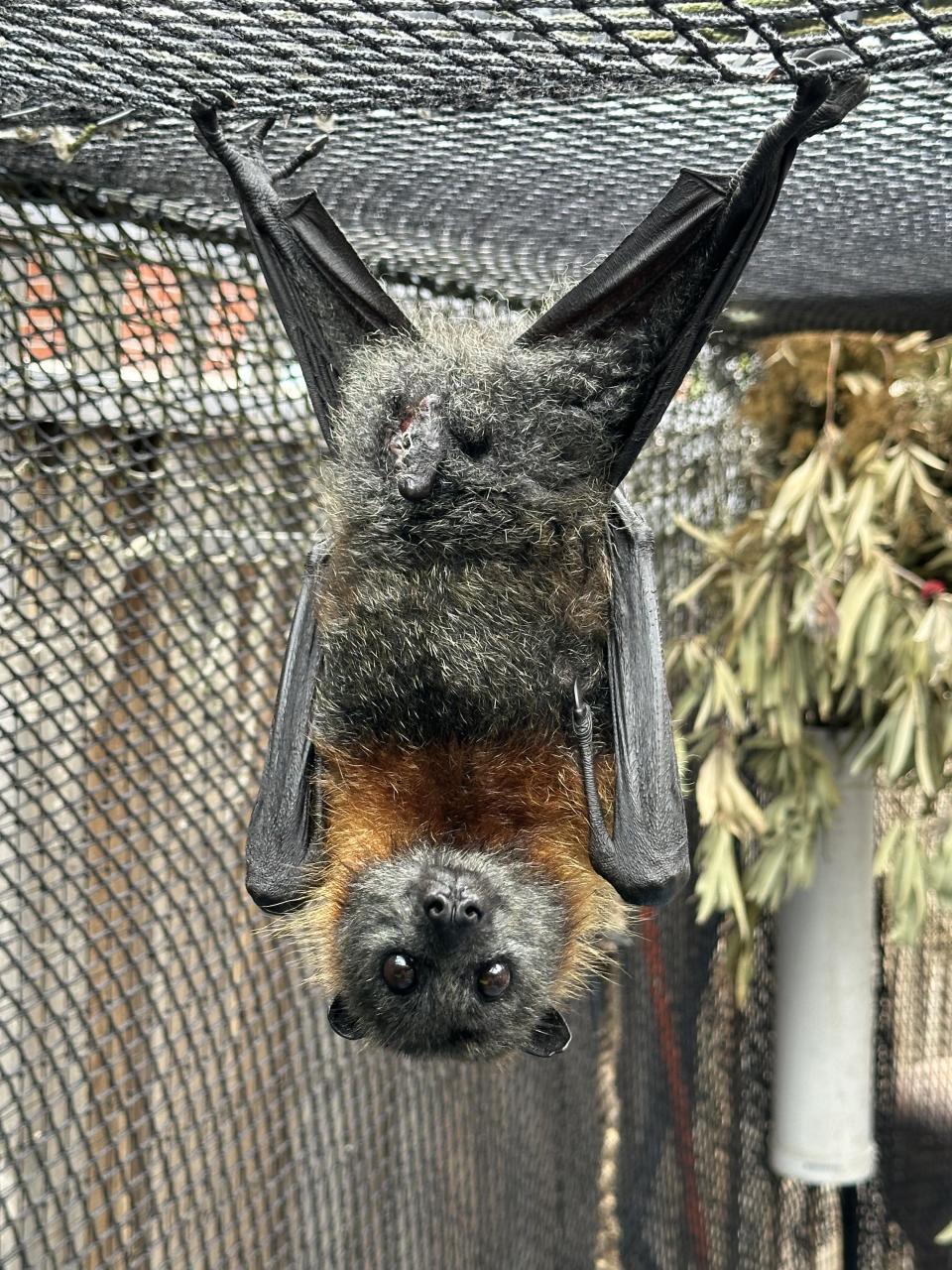 The flying fox hanging upside down in care with his legs spread.