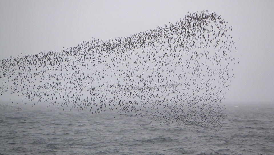 FILE - In this July 15, 2005 photo provided by the U.S. Geological Survey, a crested auklet flock is shown near the Aleutian Islands, Alaska. Arctic seabirds unable to find enough food in warmer ocean waters are just one sign of the vast changes in the polar region, where the climate is being transformed faster than anywhere else on Earth. An annual report, to be released Tuesday, Dec. 13, 2022 by U.S. scientists, also documents rising Arctic temperatures and disappearing sea ice. (AP Photo/U.S. Geological Survey, John Piatt)