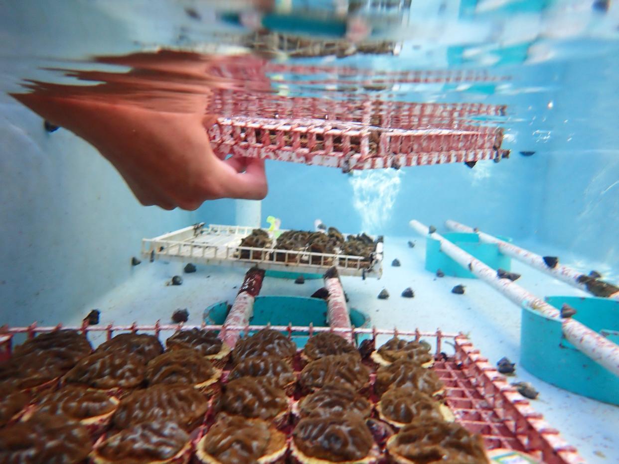 Dakotah Merck is the onsite Coral Restoration Inventory Manager/Coral Restoration biologist at Mote’s Elizabeth Moore International Center for Coral Reef Research and Restoration, works with heat-stressed coral that was returned from Sarasota to Summerland Key.