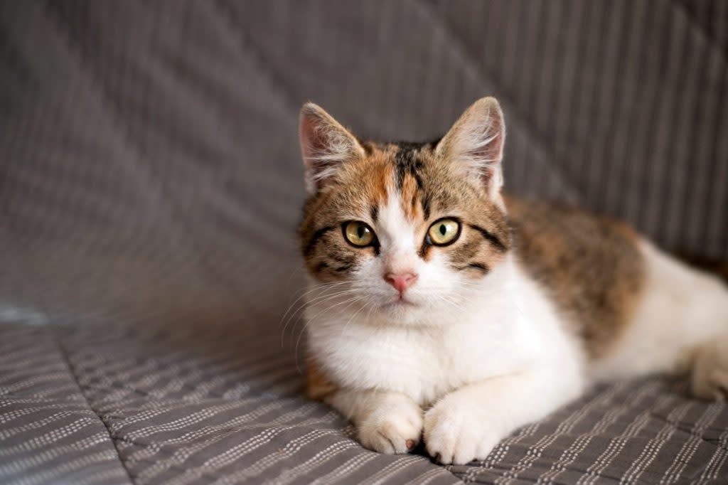 A cat, similar to the one who went missing seven years ago and was recently found living in a factory.