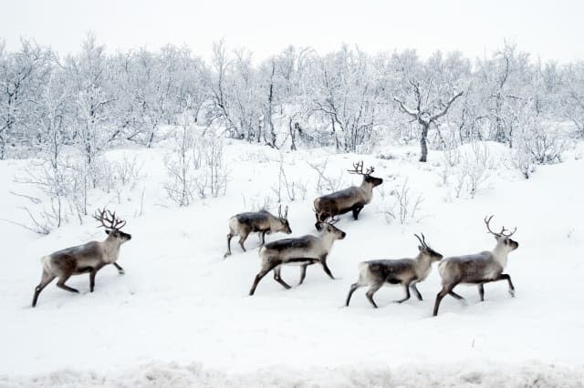 Norway orders reindeer cull days before Christmas