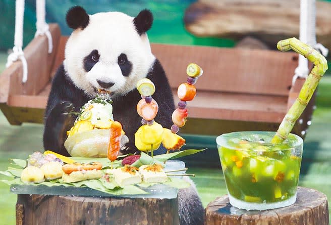 台北市立動物園的大貓熊「圓仔」6日滿7歲，園方特別舉辦慶生派對，讓好奇的圓仔大快朵頤。（季志翔攝）