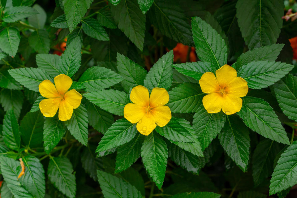 Yellow alder