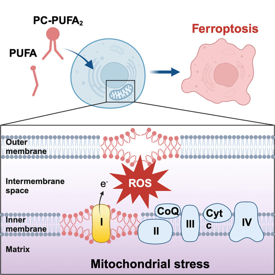 這幅圖展示了細胞發生鐵死亡的過程，這是一種細胞死亡的形式。在圖的左上角，我們看到一種特定的多不飽和脂肪酸（PUFA），它被包含在一種特殊的磷脂分子（PC-PUFA_2）中。當這些磷脂分子積累在細胞的內部，特別是在細胞的能量工廠——線粒體的膜上時，它們會導致線粒體應激。 線粒體應激會引發一系列的反應，包括活性氧物種（ROS）的產生，這是由線粒體內的電子轉移鏈中的一個組成部分——輔酶Q（CoQ）和細胞色素c（Cyt c）在功能受損時釋放出的電子所引起的。這些電子與氧分子結合形成ROS，對細胞內的其他分子造成損害。 <br>最終，這種損害導致了細胞膜的破壞，細胞結構崩潰，從而引發細胞死亡。圖中的右上角顯示了細胞死亡後的狀態，細胞結構不再保持完整，而是顯示出一種紊亂的外觀。（圖／《Cell》）