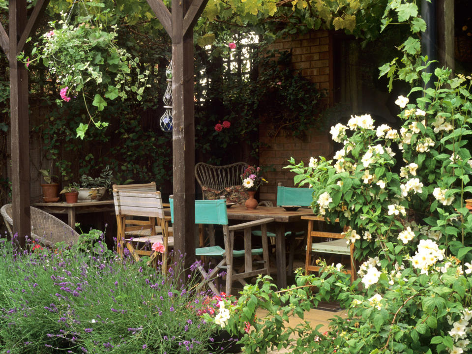 philadelphus and lavender around pergola