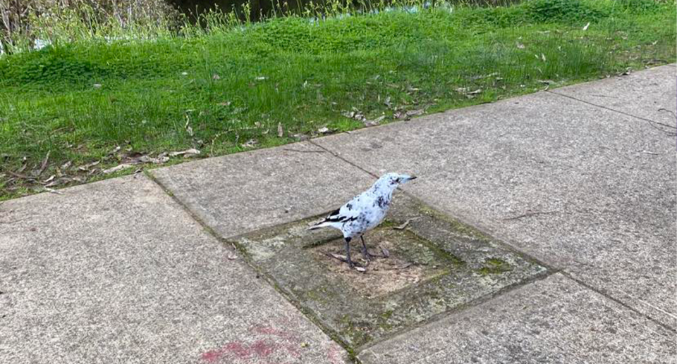 A white magpie on a path by a river, with grass in the background.