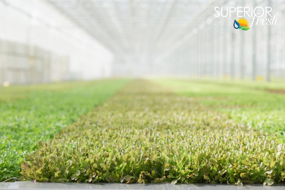 Superior Fresh in Wisconsin&nbsp;contains 123,000 square feet of production space and 850,000 gallons of aquaponics. (Photo: Superior Fresh)