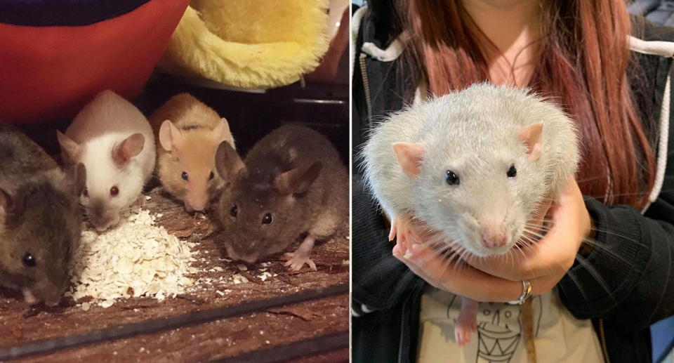 Left, a group of four rats eating oats inside someone's house. Right, a woman holds a large grey rat. 