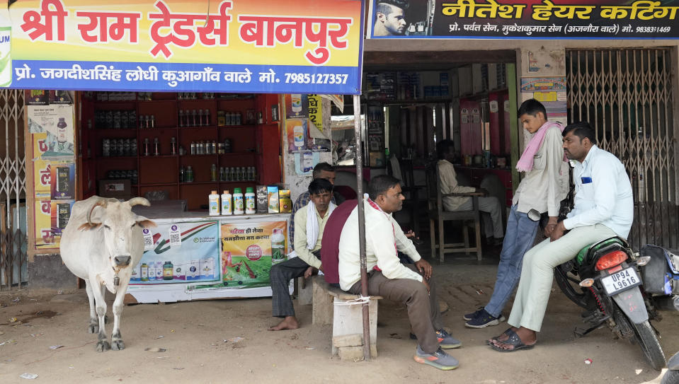 A cow takes shelter in shade outside a shop along with people on a hot summer afternoon in Lalitpur district in northern Uttar Pradesh state, India, Sunday, June 18, 2023. Swaths of two of India's most populous states are under a grip of sever heat leaving dozens of people dead in several days as authorities issue a warning to residents over 60 and others with ailments to stay indoors during the daytime. (AP Photo/Rajesh Kumar Singh)