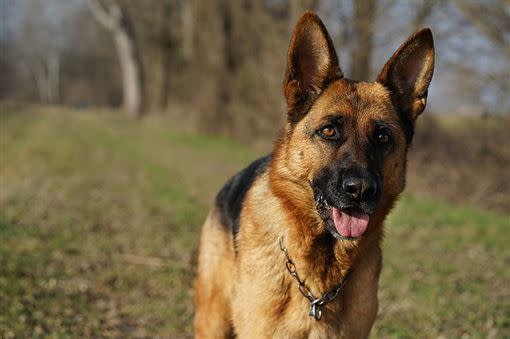 成百上千的蚊蟲若同時攻擊軍犬，足以使得軍犬瞬間斃命。（示意圖／翻攝自pixabay）