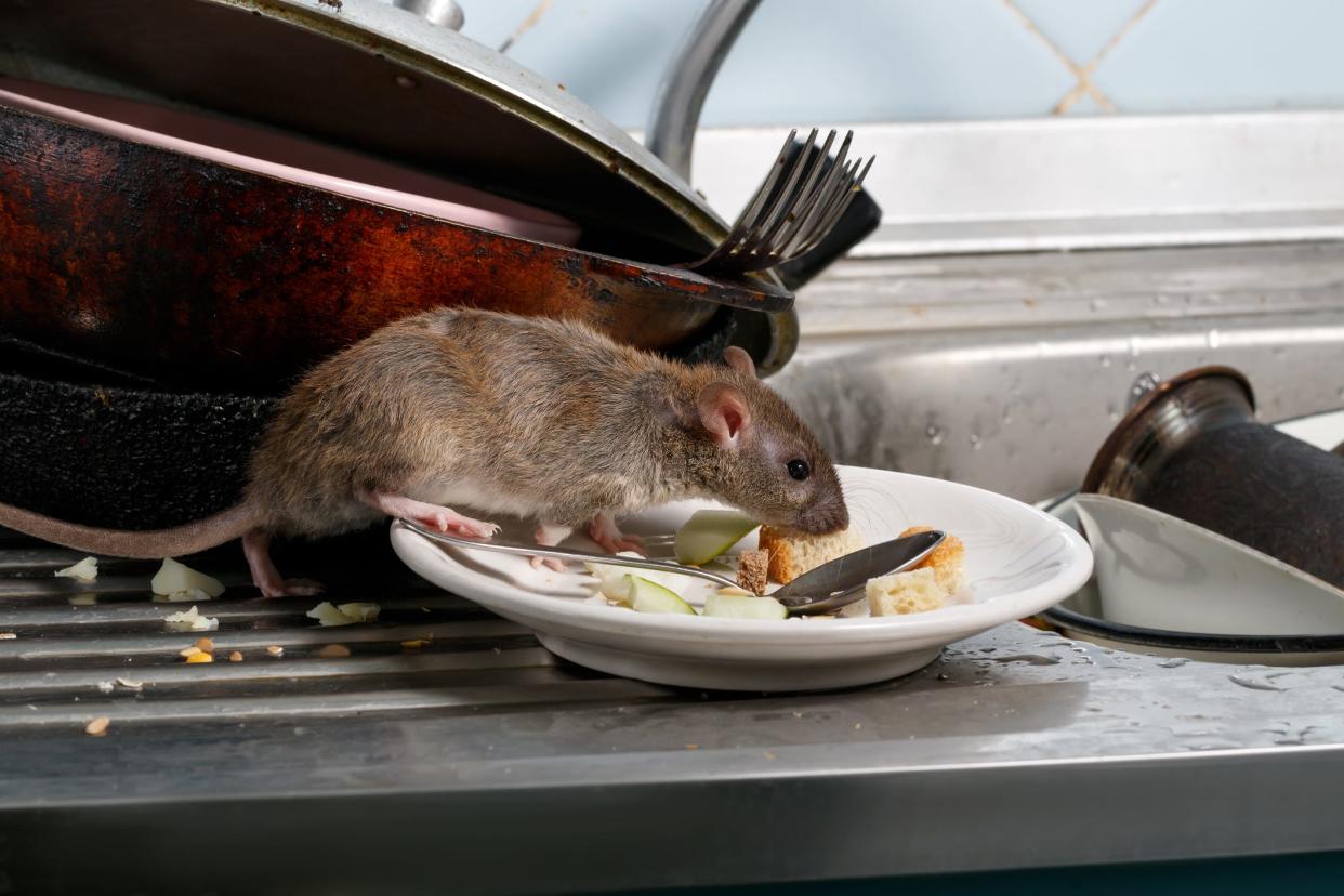 A young rat sniffs leftovers on a plate by a kitchen sink.