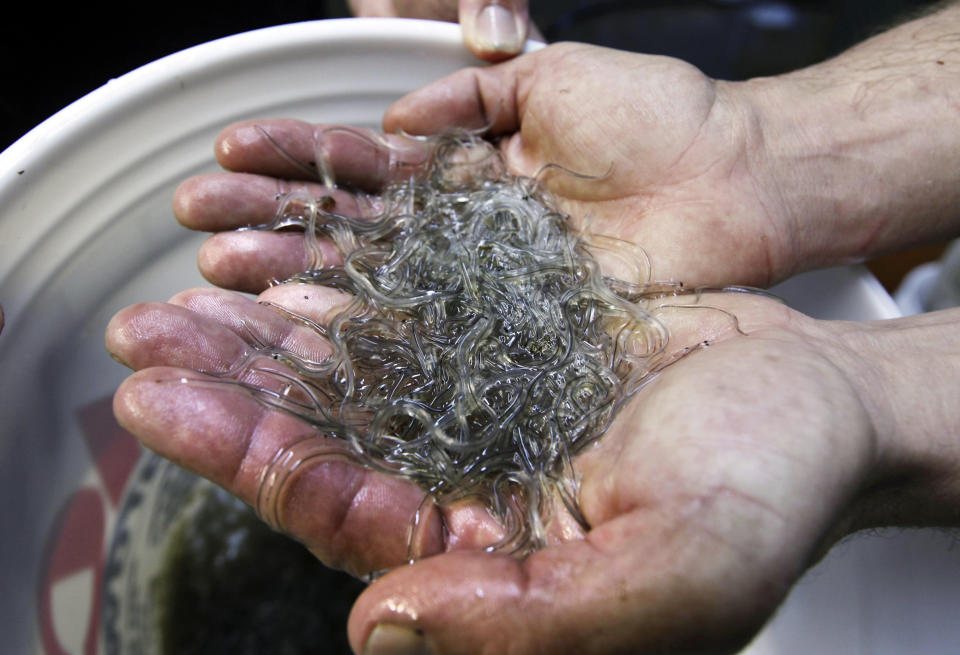 FILE - In this Friday, March 24, 2012, file photo, a man holds elvers, young, translucent eels, in Portland, Maine. Baby eels are the most lucrative fishery in the state on a per-pound basis, typically sold as seed stock to Asian aquaculture companies so they can be raised to maturity and processed into food. Often, they're worth more than $2,000 per pound. (AP Photo/Robert F. Bukaty, File)