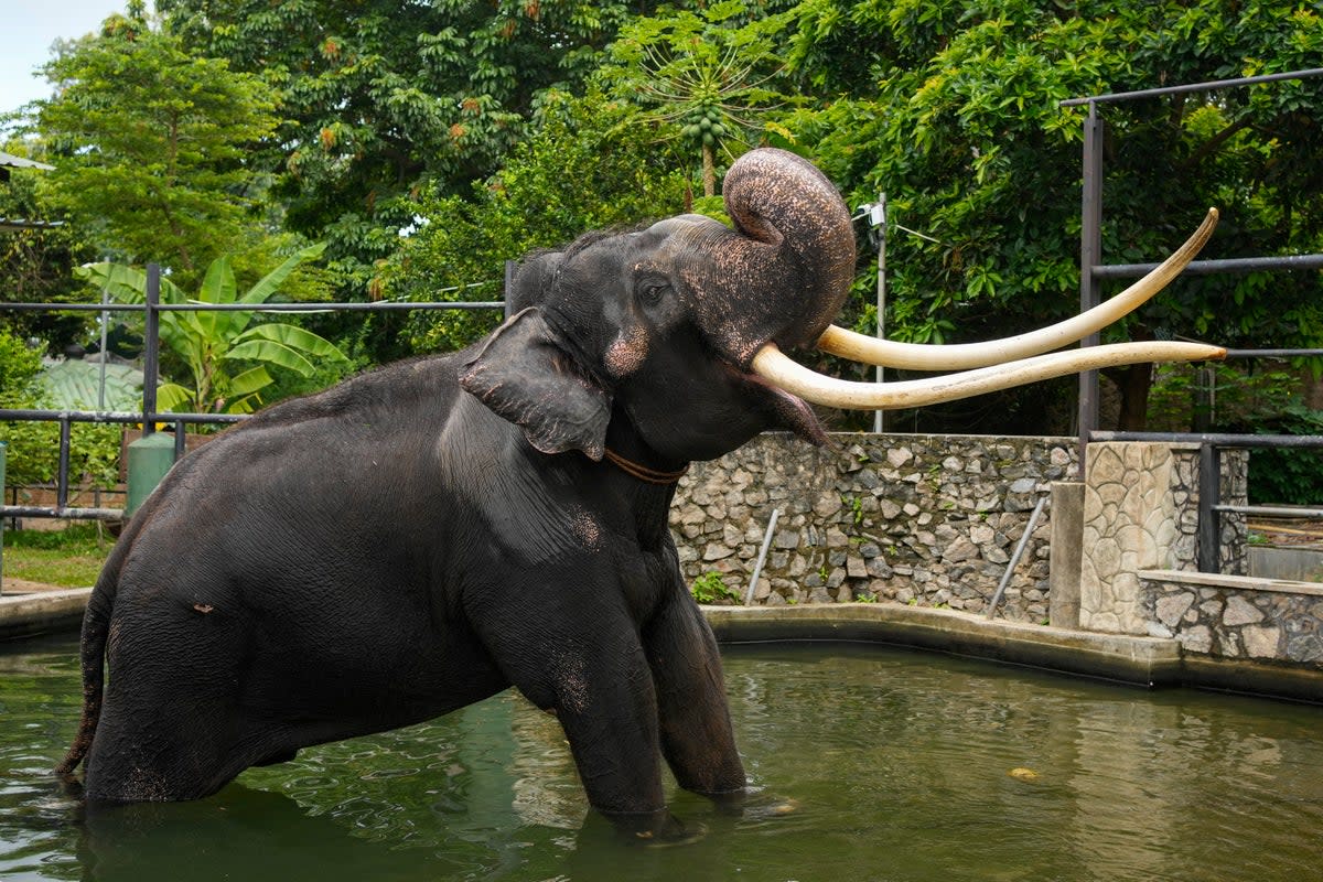 File. Asian elephant Sak Surin, gifted by the Thai Royal family and named Muthu Raj or pearly king in Sri Lanka, stands by a water pond at the national zoological garden in Colombo, Sri Lanka, Friday, 30 June 2023 (Associated Press)