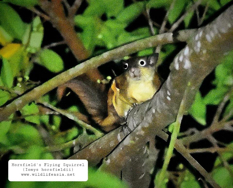 John Lee, a wildlife photography enthusiast, spotted a Horsfield's flying squirrel, or Javanese flying squirrel, in Singapore on the night of 20 November 2021 and captured several photos of the elusive animal. John digitally altered the eyes of the squirrel in his photos to cover the 