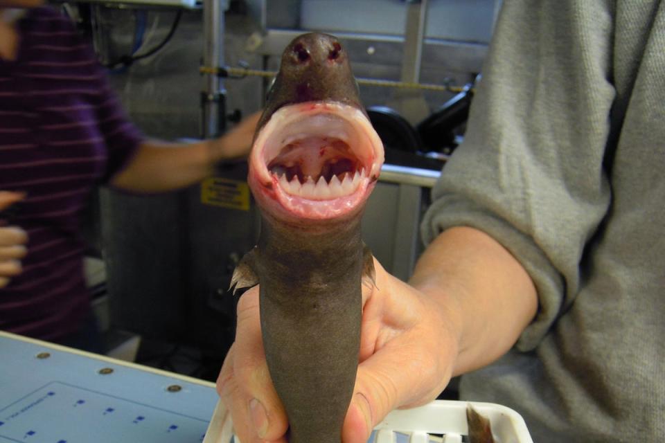 Cookiecutter sharks grow to between 42 centimeters and 56 centimeters (17 inches and 22 inches) long and are named for the circular holes they bite in prey (NOAA Phot Library/Flickr)