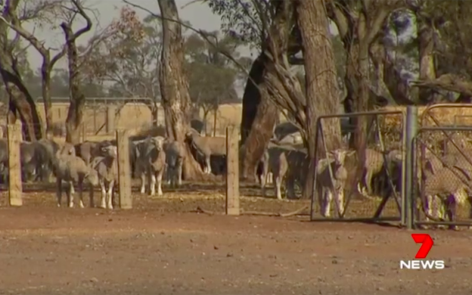 For many consumers, lamb is now a special “treat.” Source: 7 News