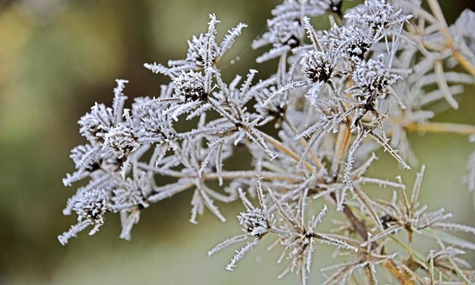 Frost may form on the coldest of nights and damage plants as it thaws in the morning sun.