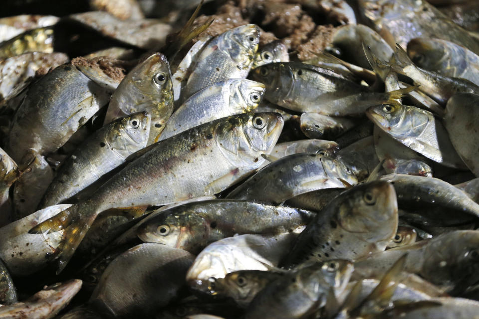 In this Tuesday, Nov. 26, 2019 photo, Menhaden are stacked in a hold of the Windmill Point menhaden fishing boat at Omega Protein's menhaden processing plant on Cockrell's Creek in Reedville, Va. The Trump Administration is threatening to effectively ban a company that makes fish oil pills from fishing in the Chesapeake Bay over mounting concerns from regulators, governors and environmental groups about overfishing. Earlier this year, the company Omega Protein exceeded harvest limits in the bay by more than 30% on a bony and oily fish called Atlantic menhaden. (AP Photo/Steve Helber)