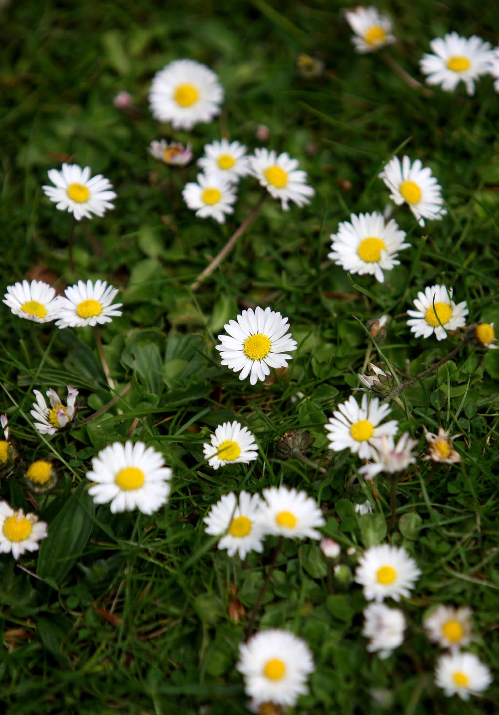 Daisies in Regent’s Park, London (Anthony Devlin/PA) (PA Archive)