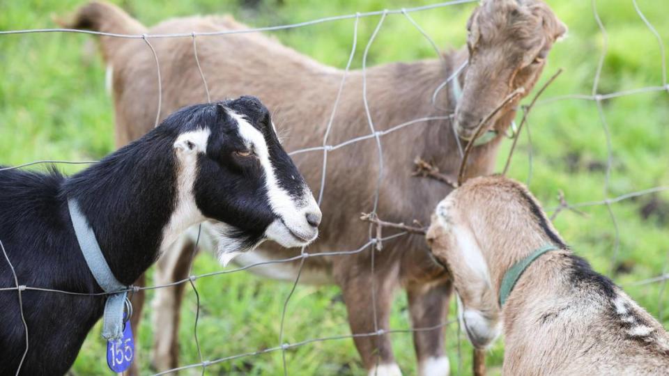 The LaMancha dairy goats at Stepladder Ranch have short ears. The social animals like to look through fences.