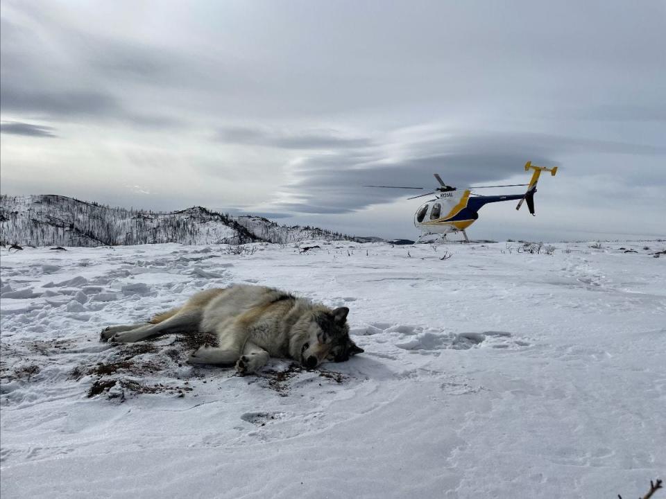 Colorado Parks and Wildlife staff keep watch over gray wolf M2101 after being tranquilized and fitted with a GPS collar. M2101 has been spotted in north-central Colorado traveling with gray wolf M1084 from Wyoming’s Snake River Pack.