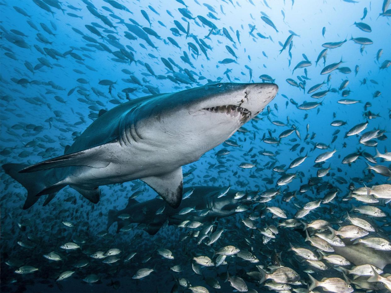 Oliver Duff speaks to a naturalist brave enough to swim with great white sharks