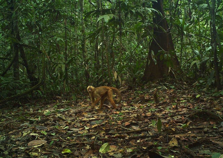 <span class="caption">Capuchin monkey.</span> <span class="attribution"><span class="source">Mark Abrahams</span>, <span class="license">Author provided</span></span>