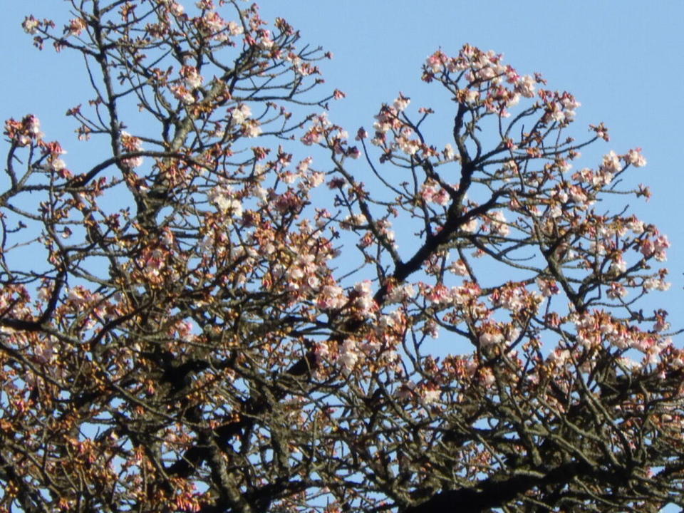 ▲在熱海港口公園看到了提早盛開的櫻花，我記得花期好像到2月中旬。