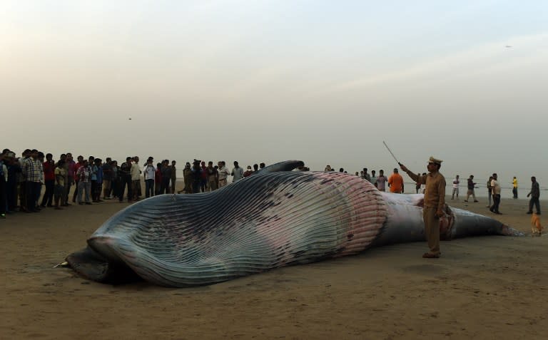 <p>Onlookers gather around a 23 feet dead whale washed ashore at the Juhu Chowpatty in Mumbai on January 29, 2016. </p>