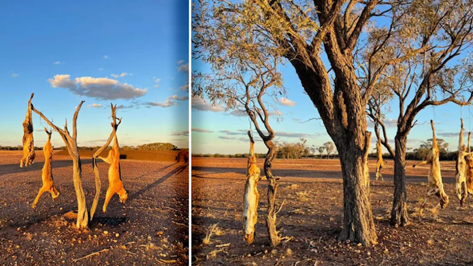 Two images of dingoes strung up on trees in the outback.