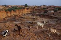 Goats stand on a cliff overlooking the Pays-Bas neighbourhood in Niamey, September 14, 2013. Picture taken September 14, 2013. REUTERS/Joe Penney