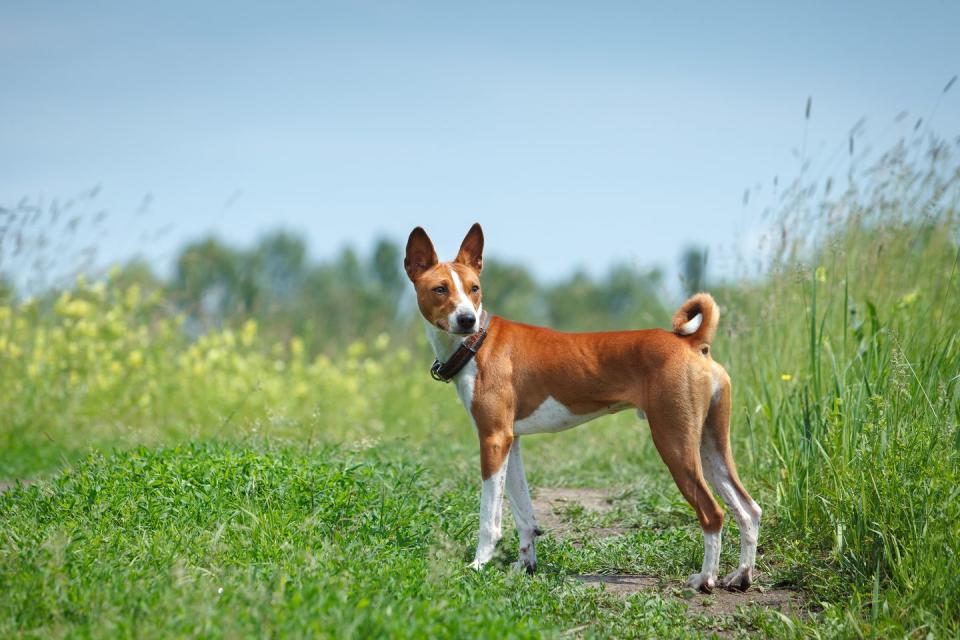 basenji dog walking in the park smallest dog breeds