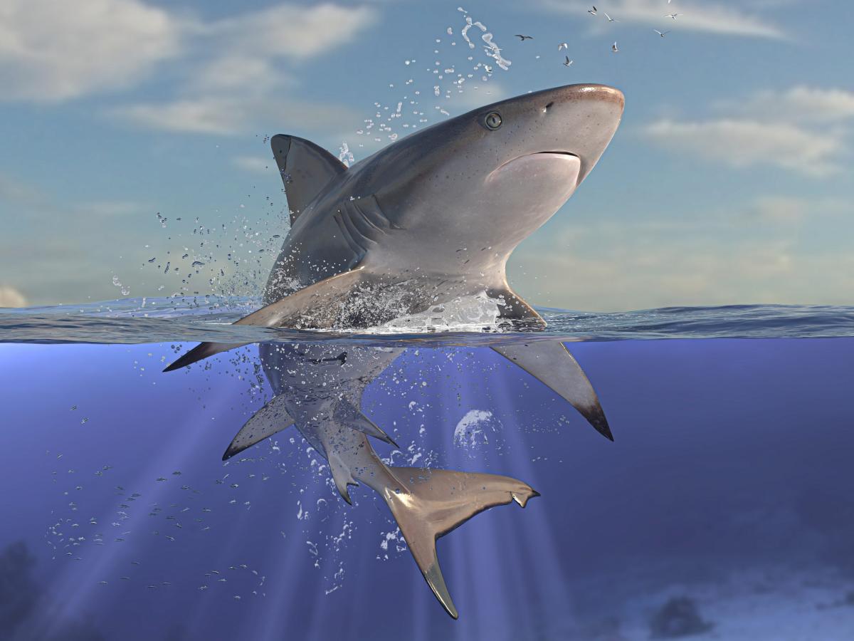 StarSharks, the Binance-backed Shark Metaverse, Launches its First