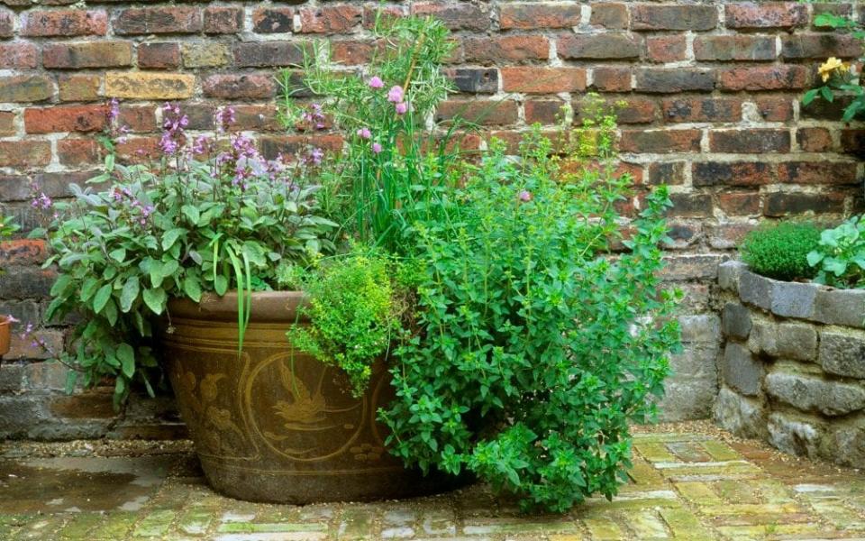 Sage, chives and thyme in a decorative pot - © www.mariannemajerus.com