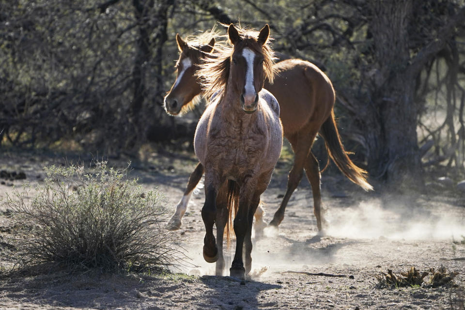 Two Salt River wild horses kick up dust as they arrive at a site for emergency feeding run by the Salt River Wild Horse Management Group near Coon Bluff in the Tonto National Forest near Mesa, Ariz., Wednesday, March 10, 2021. Due to prolonged drought in the area, the horses are fed hay daily. (AP Photo/Sue Ogrocki)