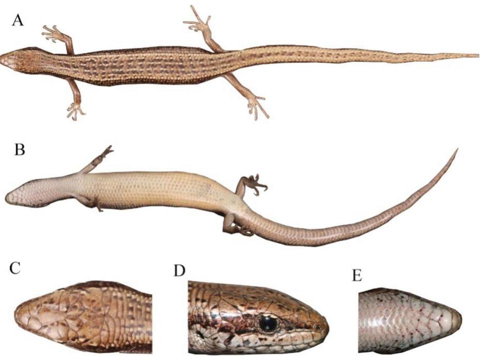 A species of skink, a type of lizard, has been rediscovered in China after more than 100 years, according to a new study.