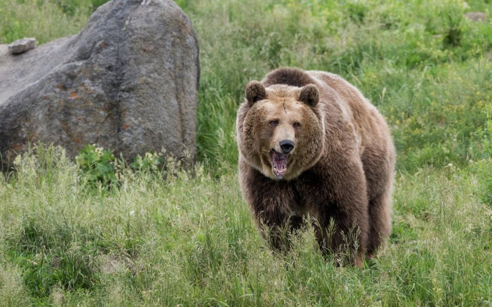 Grizzly Bear Portrait