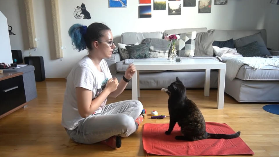 Cat performing tricks for Guinness World Records