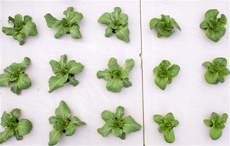 Young lettuce plants poke through holes cut in the foam lids of a hydroponic growing bed in a greenhouse, where the Chester County Food Bank grows seedlings and produce, on the Springton Manor Farm in suburban Philadelphia, Pennsylvania November 21, 2013. REUTERS/Tom Mihalek