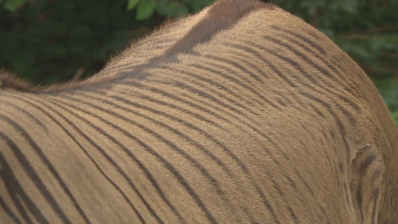 Nova Scotia's famed rescued zonkey has a new striped pal