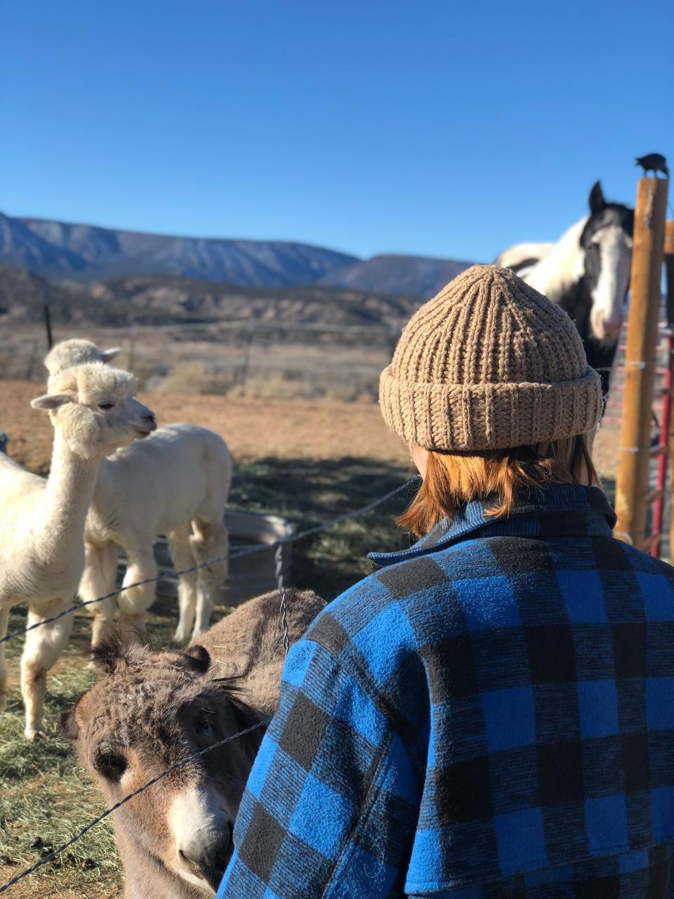 Every morning in our ranch we fed the horse, the two shy alpacas, and the four greedy mini donkeys. So hard to leave this place! So much love!