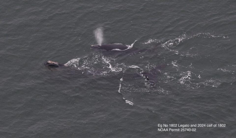 A North Atlantic right whale and her calf were spotted in the waters north of Marshfield on Monday, April 1.