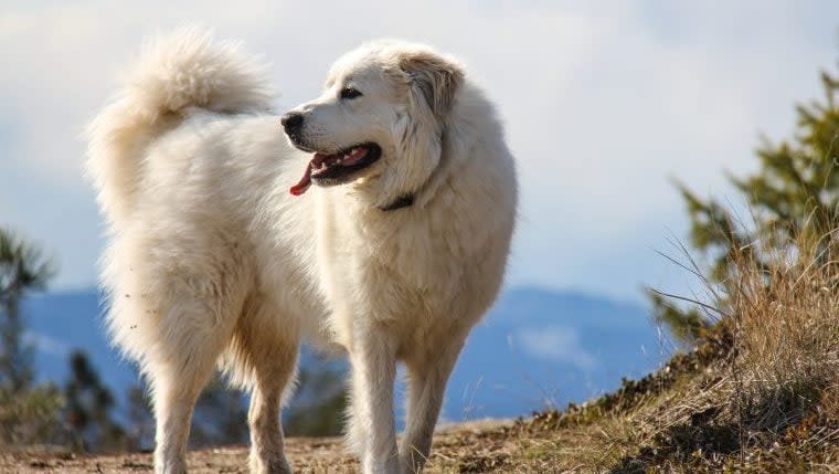 How To Train Barky Livestock Guardian Dogs