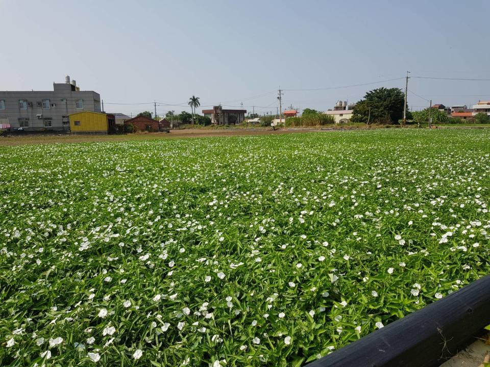 空心菜花海可說是嘉義限定的10月雪景色，在161縣道兩側有500公頃花海。   圖：翻攝自慢遊嘉義臉書