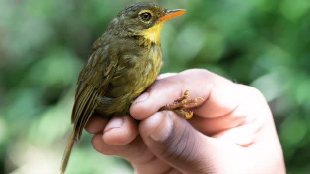 The dusky tetraka in a photo shared in a news release by the American Bird Conservancy. The nonprofit noted that the person whose hand is seen is a 