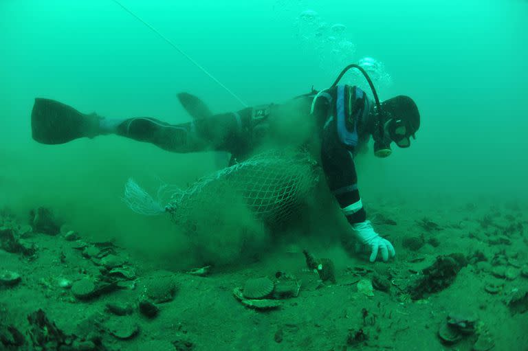 Buceo en el Golfo San José de la península Valdés, sobre la playa Larralde