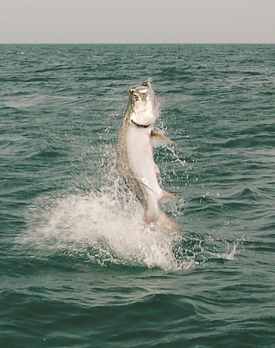 On March 19, 1885, a mighty silver-sided tarpon was captured on a rod and reel for the first time on record. Southwest Florida became the epicenter of a new sport that generated interest around the globe as celebrities and presidents were lured to the area to catch the silver king. As a result, the area became a major tourist destination.